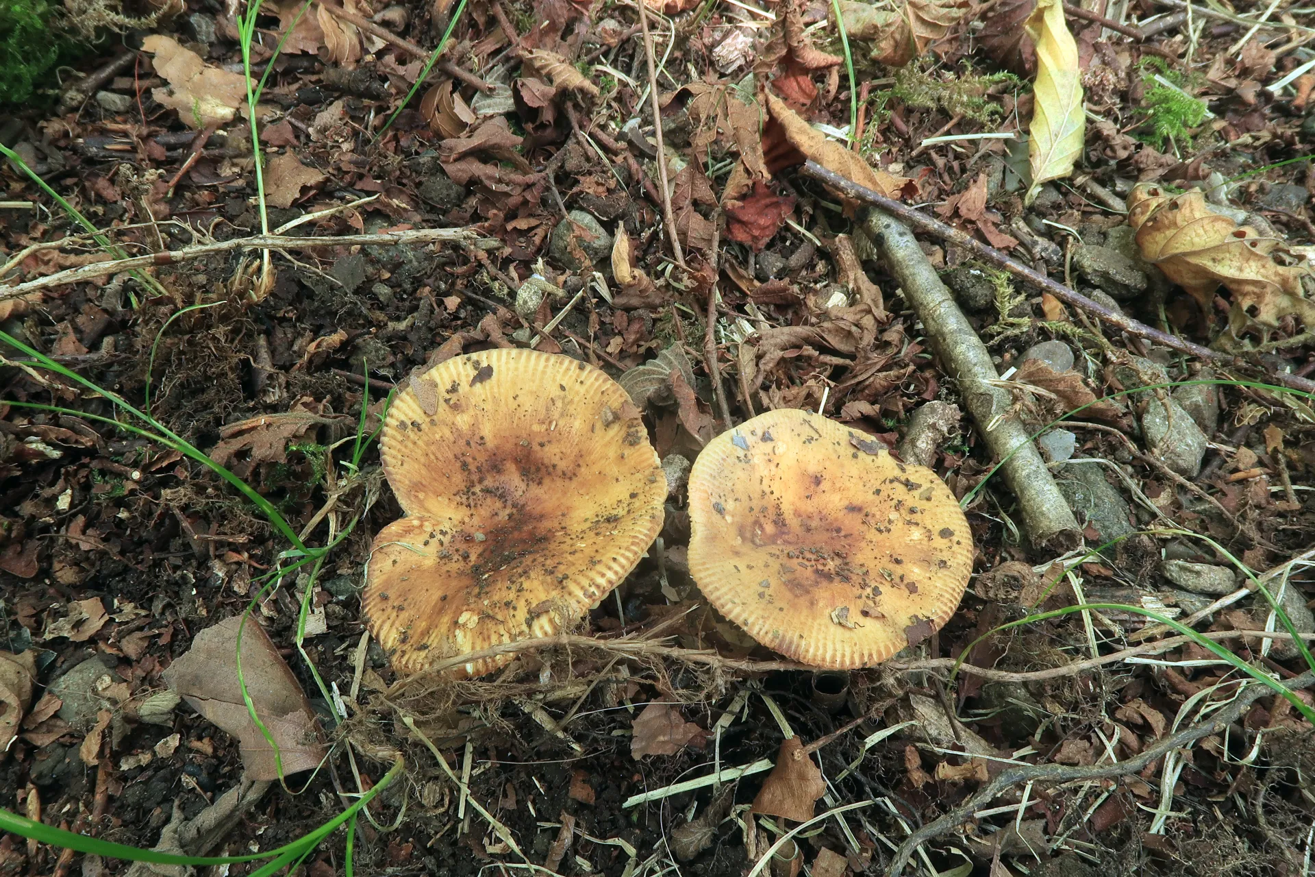 Russula grata - 1 - IMG_8766